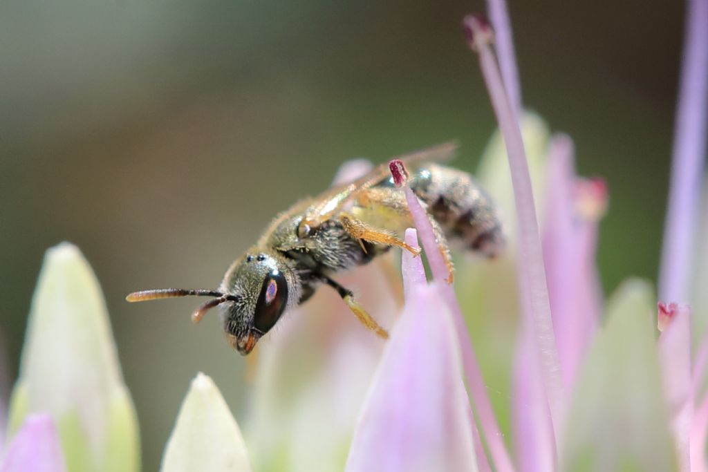 Apidae Halictinae: Seladonia [= Halictus (Seladonia)] sp., femmina